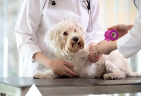 Neutral Bay Vet