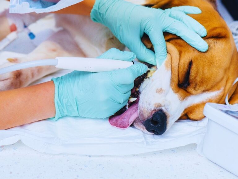 The Benefits of No-Sedation Teeth Cleaning for Pets